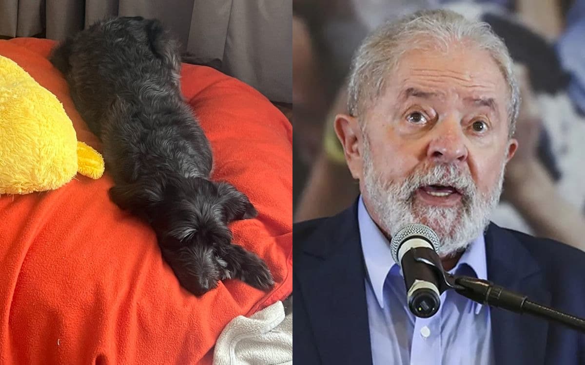 Resistencia, la perra callejera que llega al poder con Lula
